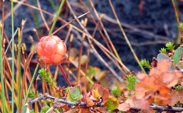 sørbølfjellet multe