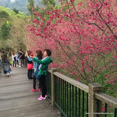 making selfies among the cherry blossoms at Sun Moon Lake National Scenic Area in Yuchi Township, Nantou County, Taiwan