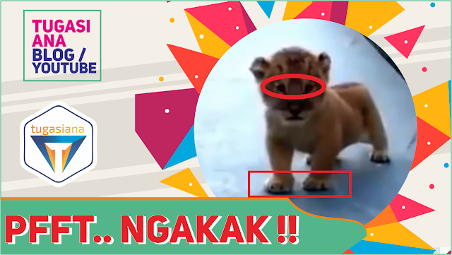 Pfft NGAKAK !!! Menurutmu Apa Yang Di Lakukan Singa Imut Ini