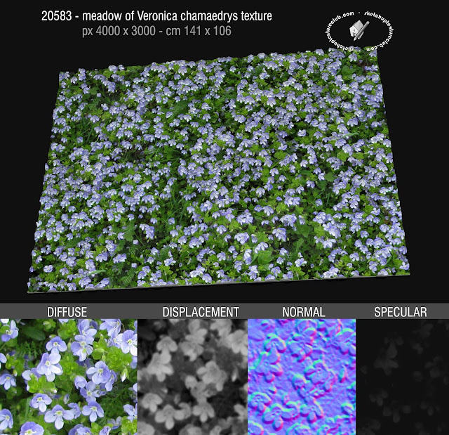  20584 - royalty free Meadow of Veronica Chamaedrys, seamless texture High resolution + maps
