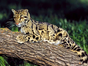 Clouded Leopard