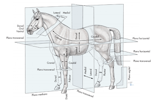 ANATOMIA ANIMAL GERAL