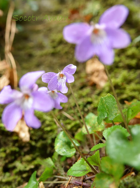 Viola grypoceras