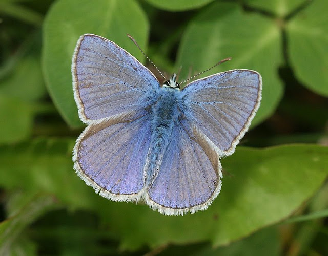 Hauhechel-Bläuling, Polyommatus icarus