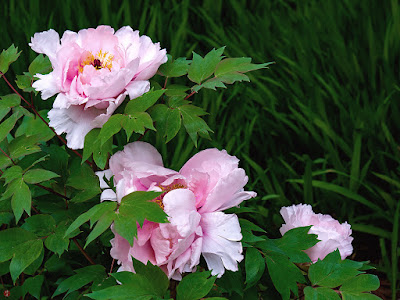 Botan (Paeonia suffruticosa) flowers: Engaku-ji