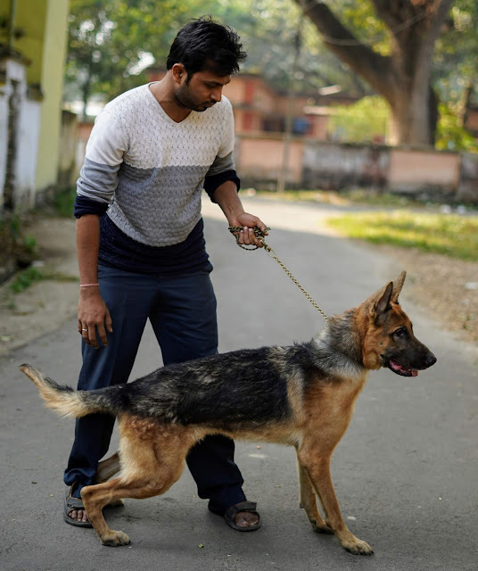 German Shepherd Clicked By Sourajit Saha 6