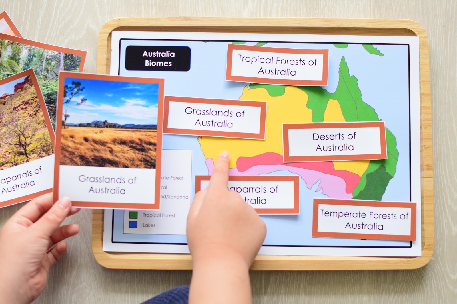 Oceania CONTINENT Study: AUSTRALIA BIOMES MAP