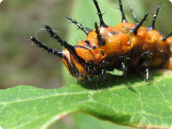 Gulf Fritillary [Agraulis vanillae] Caterpillar (3)