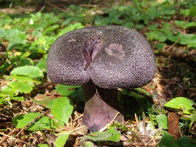 Cortinarius violaceus zasłonak fioletowy