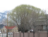 Globe Willow on Creek Rd 3 27 08
