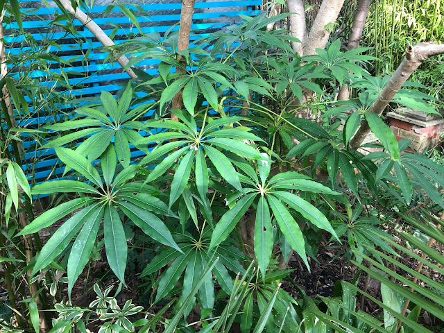 schefflera taiwaniana