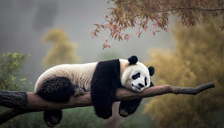 Five Interesting Facts about Pandas
