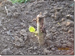 clip_image003