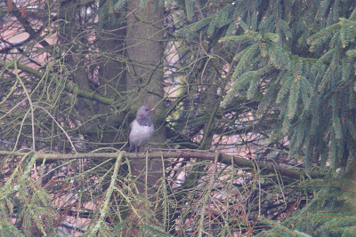 Zwartkeellijster - - Turdus atrogularis