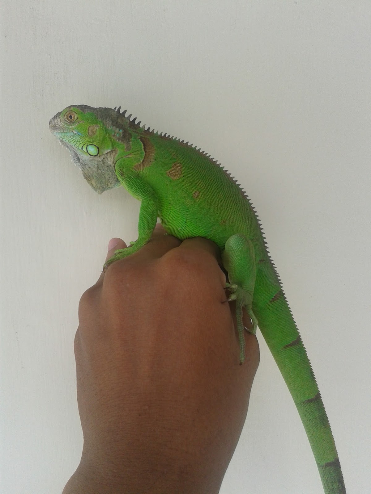 iguana peru dewasa