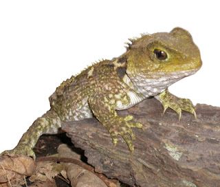 tuatara