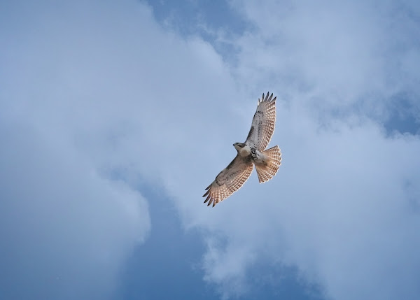 Immature red-tailed hawk soaring