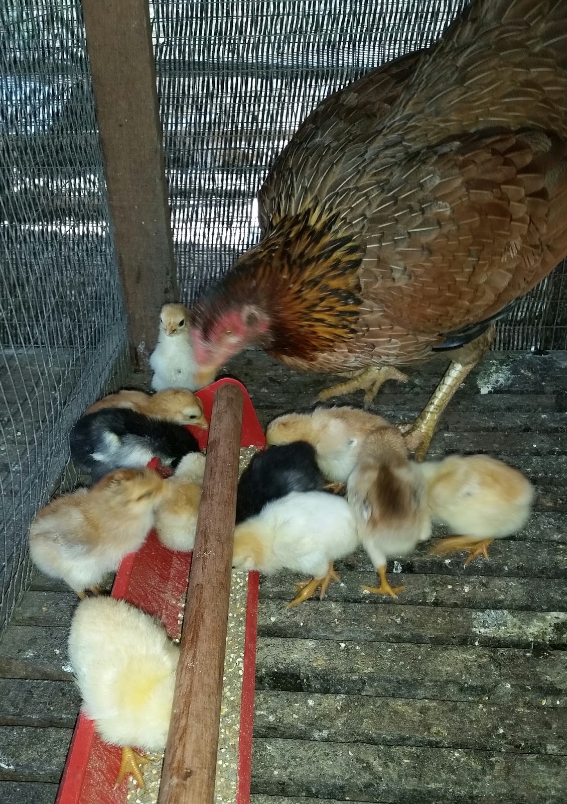 Warisan Petani Anak  Ayam  Kampung 2