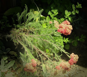 What Blooms in Paso Robles in Early Summer?