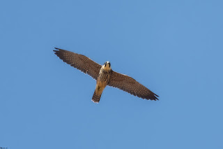 alcotan-europeo-falco-subbuteo-juvenil-