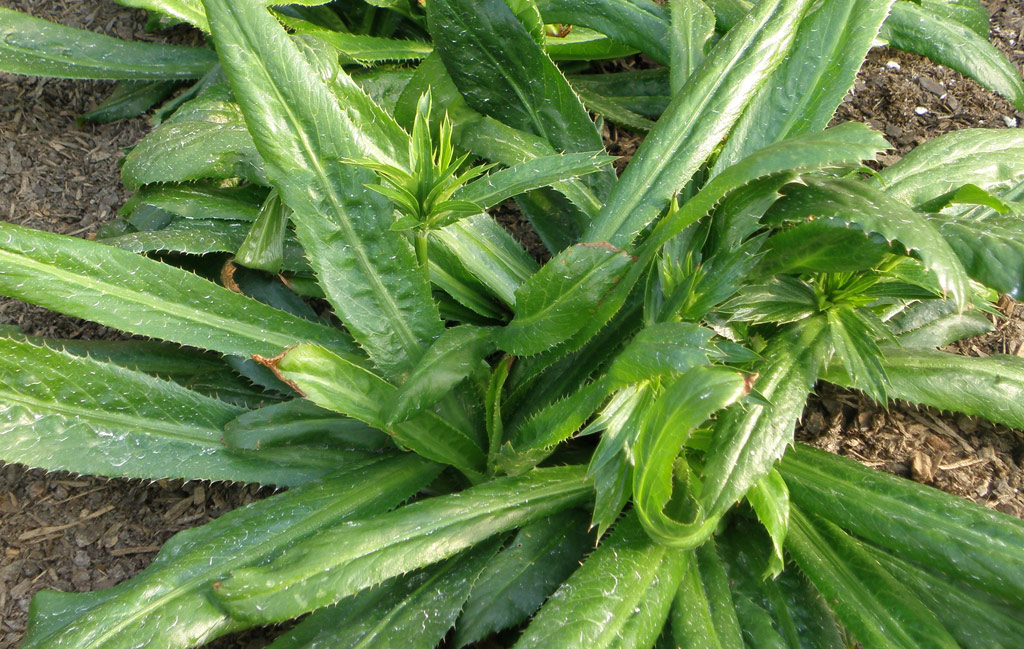 Backyard Patch Herbal Blog: Herb of the Week - Culantro