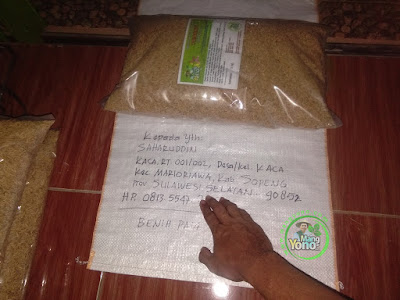 SAHARUDDIN Soppeng. Sulsel.   Pembeli Benih Padi TRISAKTI 75 HST Panen.  10 Kg atau 2 Bungkus