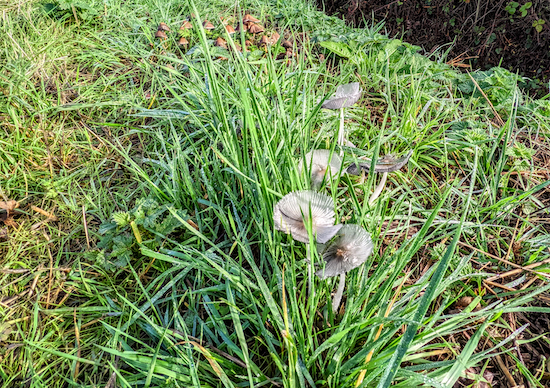 Fungi on Patmore Heath