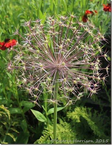 26-alium