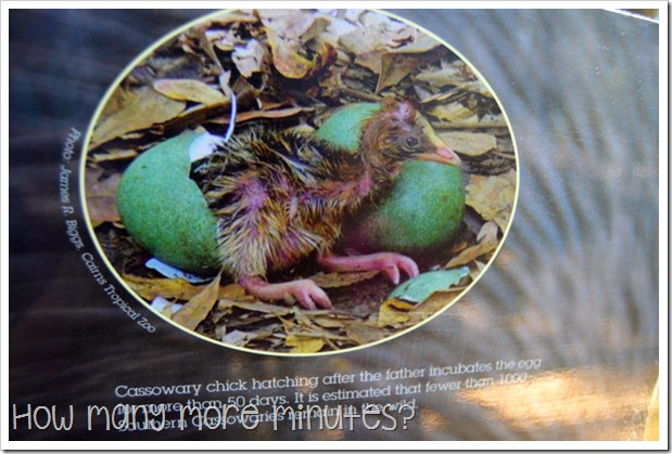 Billabong Sanctuary | How Many More Minutes?