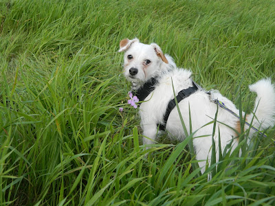 Freckles the Dog