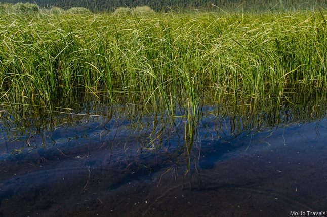 sedges
