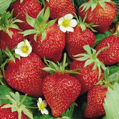 Strawberry Plants