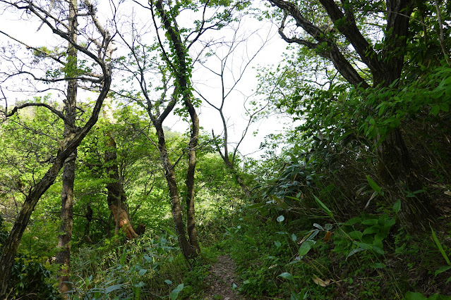 鳥取県西伯郡大山町長田 孝霊山登山道