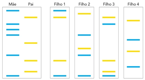 sequenciamentos de DNA Pai e Mãe