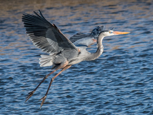 Great Blue Heron Facts