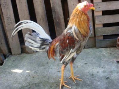 gallo fino de color cenizo y parte colorado tambien disponible para la venta