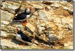 RSPB Bempton Cliffs