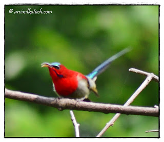 Crimson Sunbird, Sunbird, 