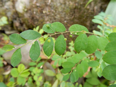 五蕊油柑的葉