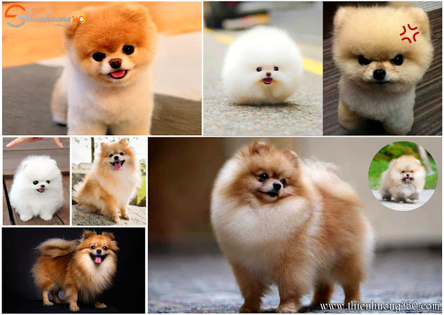 Chó Phốc sóc, chó Pomeranian giống chó cảnh đẹp