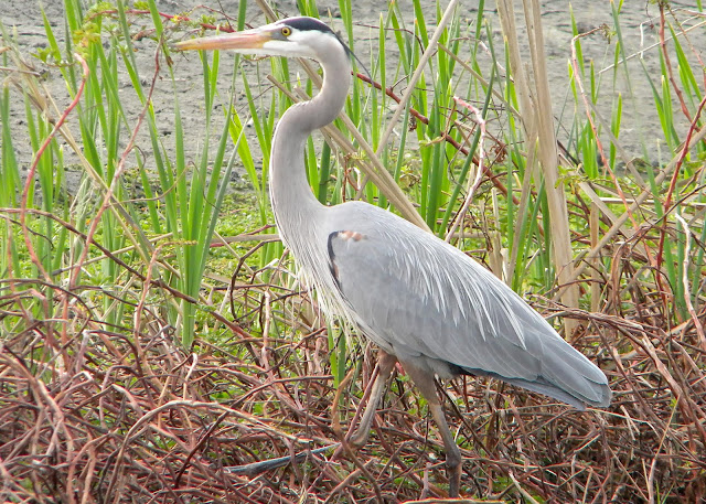 Great Blue Heron