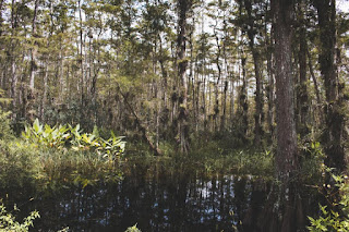 Un étang dans la forêt