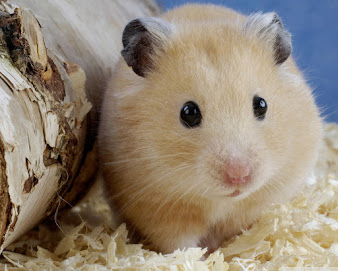 #6 Hamster Wallpaper