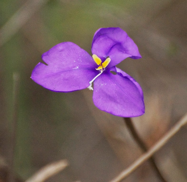 Purple Flags (Patersonia occidentalis)