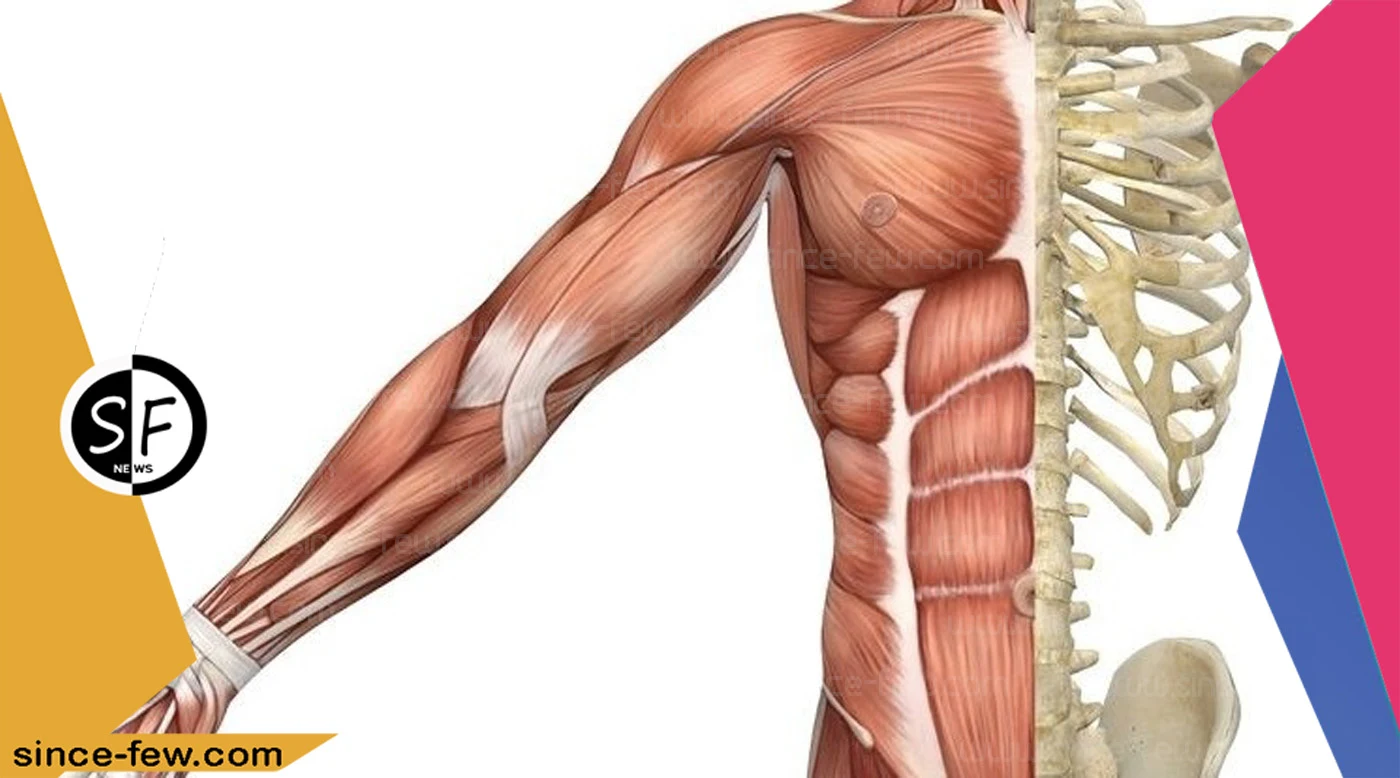 How Many Muscles in The Human Body?