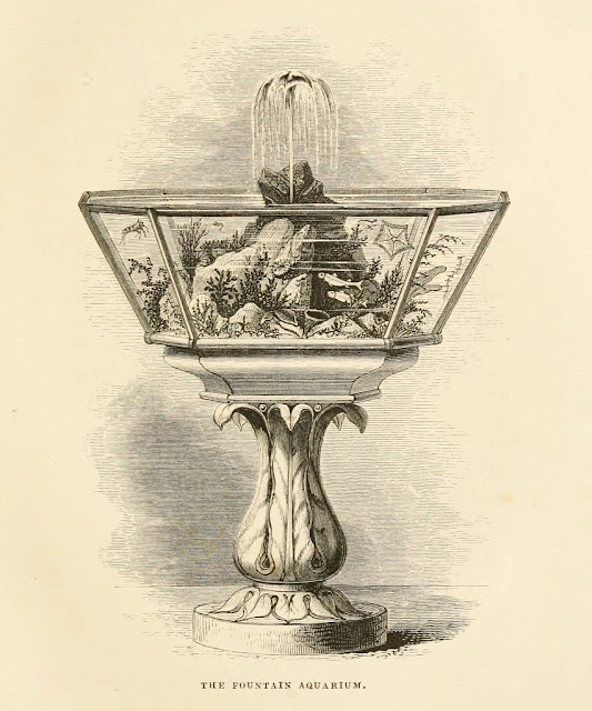 Иллюстрация  из книги «Аквариум »  (1856 г., 2-е издание