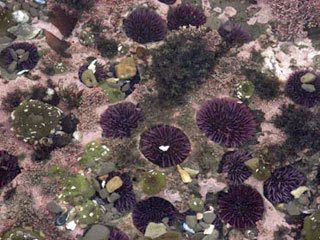 California purple sea urchins