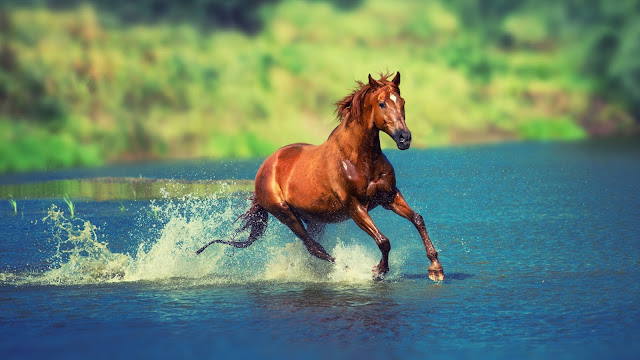 Horses HD Wallpapers #2