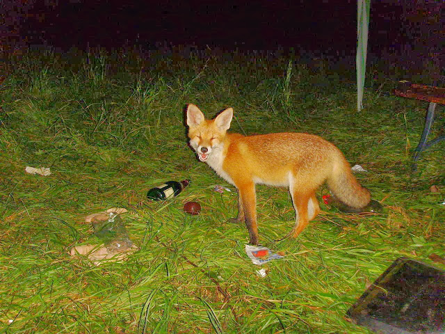 Funny animals of the week - 27 December 2013 (40 pics), smiling fox