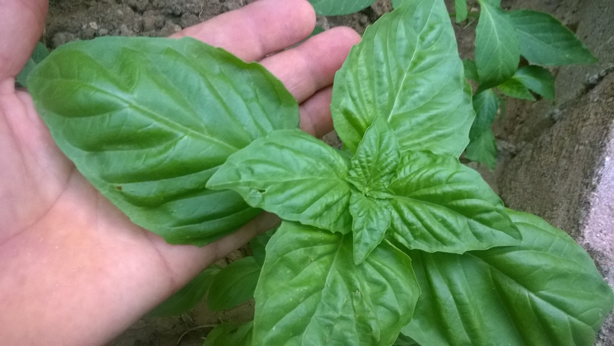 Basil is a tender annual, aromatic plant with a spicy odor and flavor.